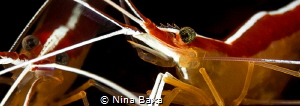 Scarlet Beauticians.
Scarlet-Striped Cleaner Shrimp – Gr... by Nina Baxa 